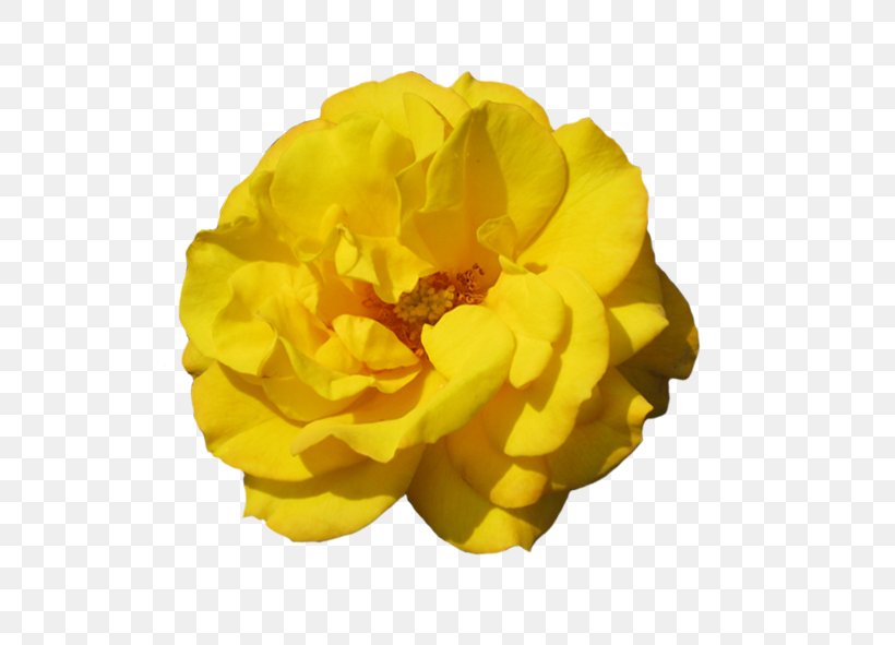 Rose Image Desktop Wallpaper Clip Art, PNG, 591x591px, Rose, Beige, Flower, Flowering Plant, Highdefinition Video Download Free