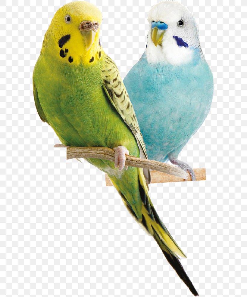 Budgerigar Bird Parrot Parakeet Cockatiel, PNG, 606x987px, Budgerigar, Animal, Beak, Bird, Cage Download Free