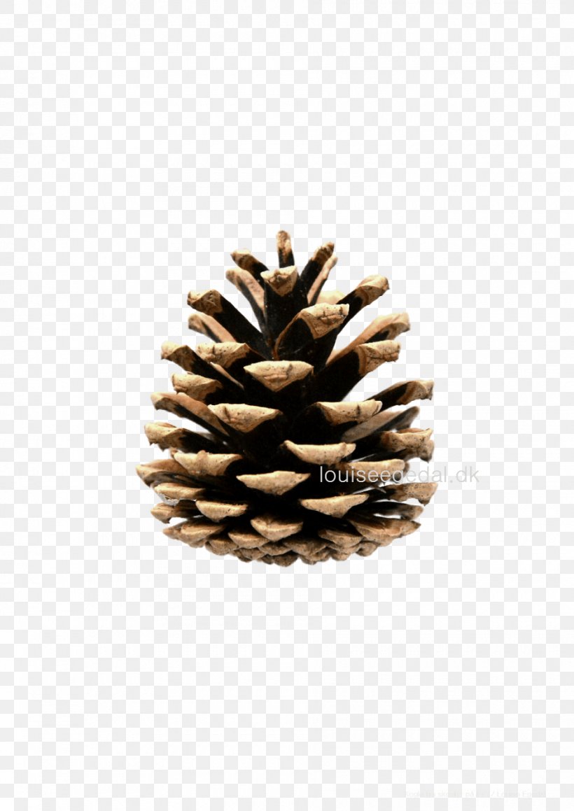 Eastern White Pine Conifer Cone Tree, PNG, 940x1329px, Pine, Christmas Decoration, Christmas Ornament, Cone, Conifer Download Free