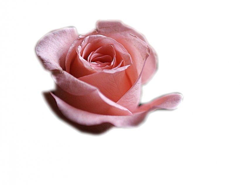 Flower PaintShop Pro Garden Roses, PNG, 880x680px, Flower, Blog, Centifolia Roses, Cut Copy And Paste, Cut Flowers Download Free