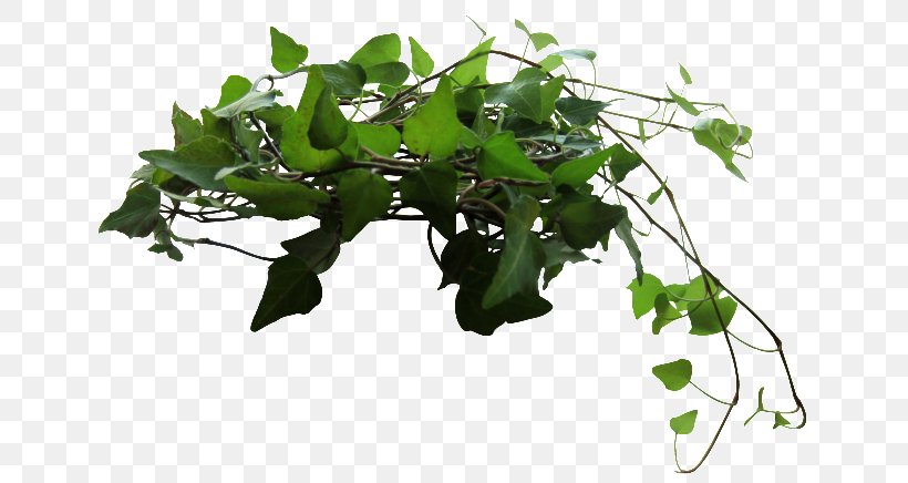 Ivy Clip Art, PNG, 650x436px, Ivy, Branch, Display Resolution, Flowerpot, Graphics Software Download Free