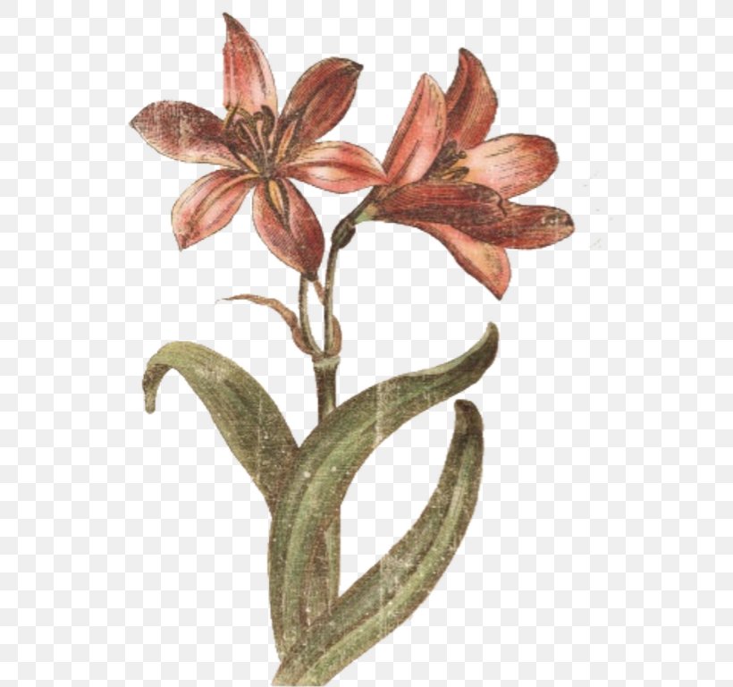 Flower Plant Stem Amaryllis, PNG, 564x768px, Flower, Amaryllis, Plant, Plant Stem Download Free