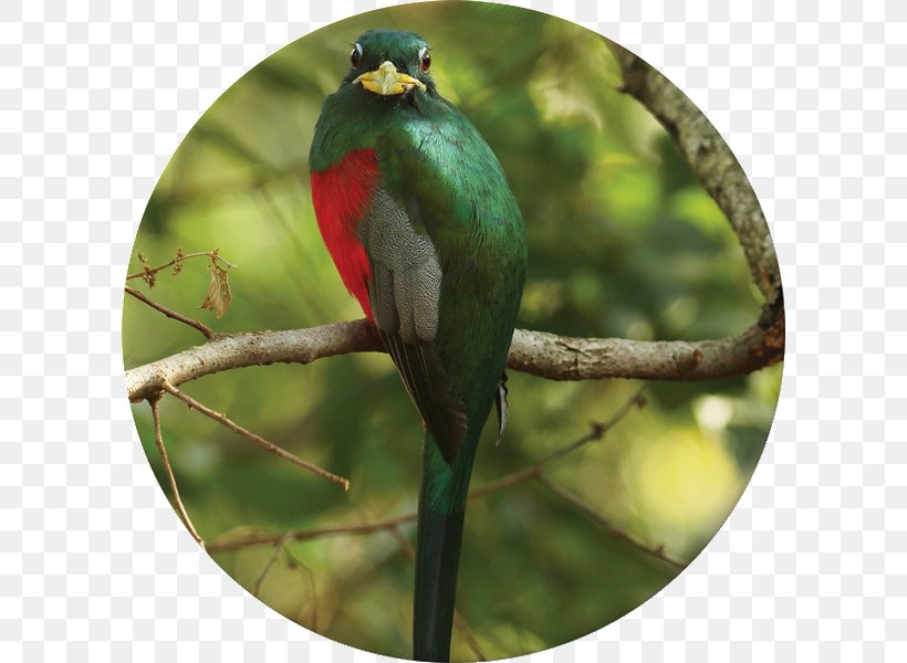 Krantzkloof Nature Reserve Bird Flora Fauna Parrot, PNG, 600x600px, Krantzkloof Nature Reserve, Beak, Bird, Bird Of Prey, Branch Download Free