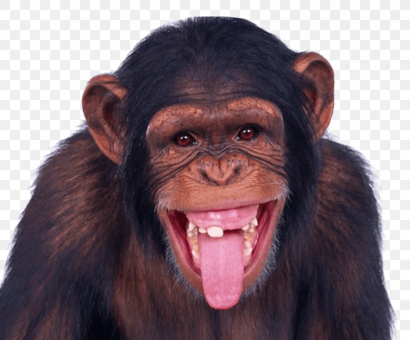 Clip Art Transparency Image Monkey, PNG, 850x705px, Monkey, Aggression, Cartoon, Common Chimpanzee, Facial Expression Download Free