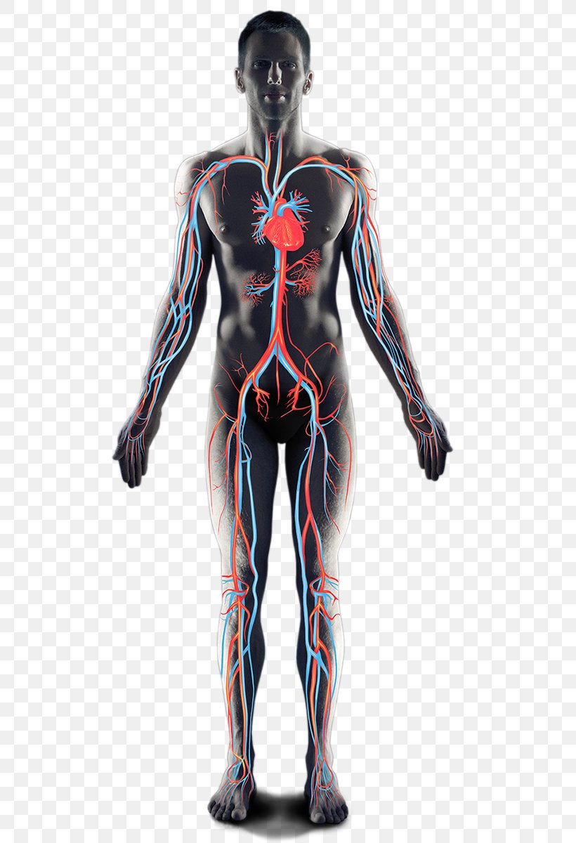 Shoulder Homo Sapiens Muscle Hip Arm, PNG, 545x1200px, Watercolor, Cartoon, Flower, Frame, Heart Download Free