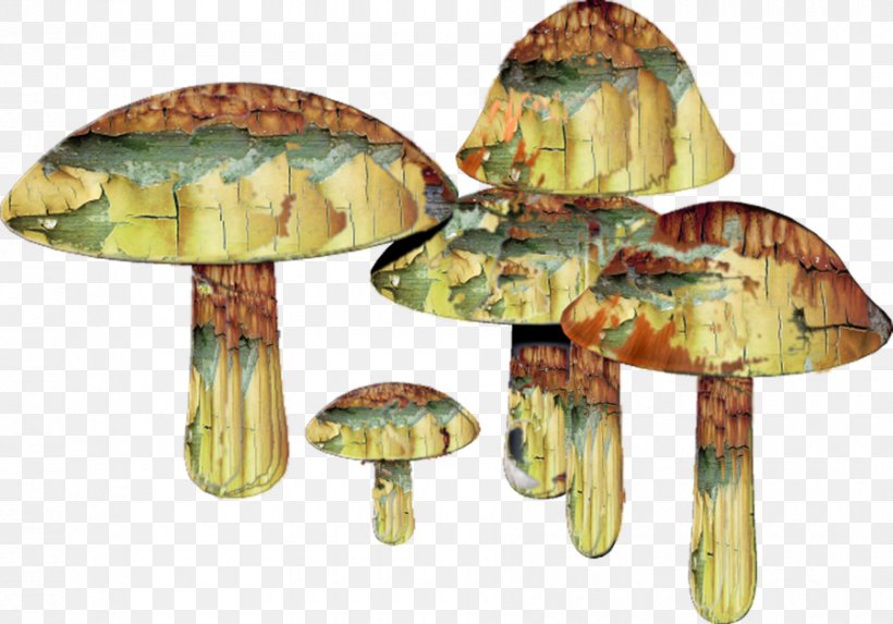 Psilocybin Mushroom Common Mushroom, PNG, 900x629px, Mushroom, Common Mushroom, Deviantart, Fungus, Magic Mushrooms Download Free