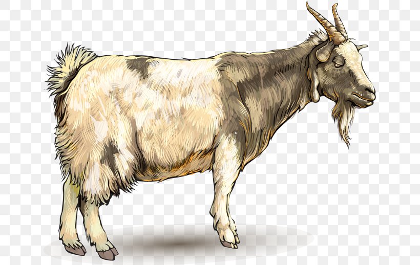 Goat Ahuntz Drawing Animal, PNG, 650x518px, Goat, Ahuntz, Animal, Cartoon, Cattle Like Mammal Download Free
