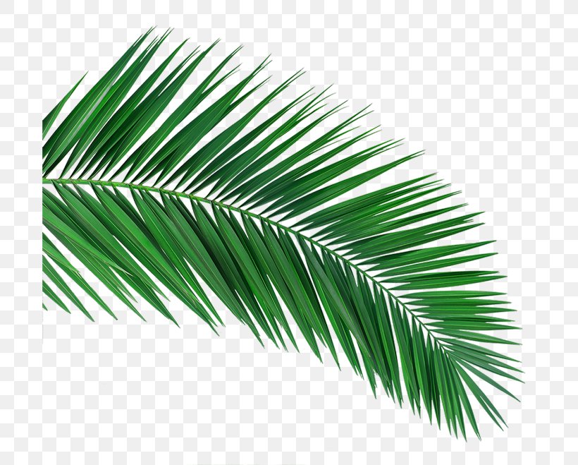 Arecaceae White Laptop Palm-leaf Manuscript Black, PNG, 700x659px, Arecaceae, Arecales, Art, Black, Grass Download Free