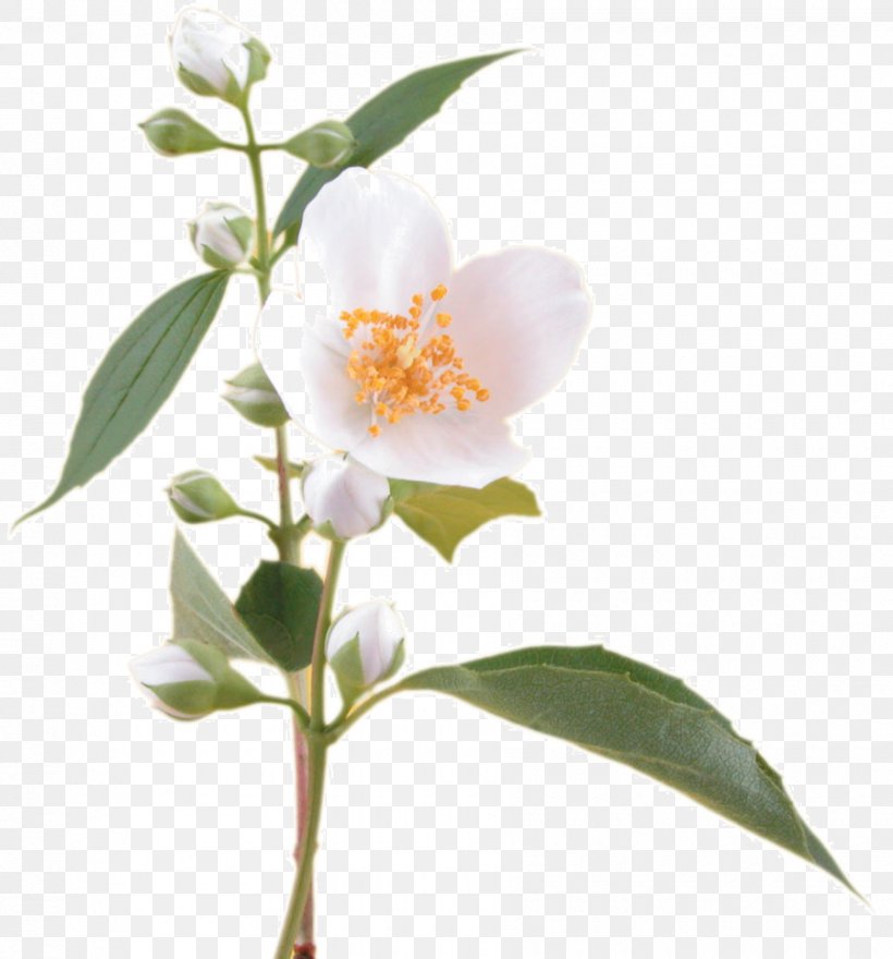 Fragrance Oil Flower Arabian Jasmine Soap, PNG, 900x966px, Fragrance Oil, Arabian Jasmine, Aroma Compound, Avocado Oil, Branch Download Free