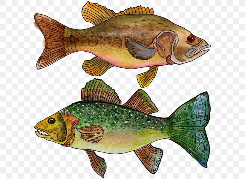 Tilapia Donner Lake Salmon Thimbleberry, PNG, 600x600px, Tilapia, Bass, Bony Fish, Carp, Cod Download Free