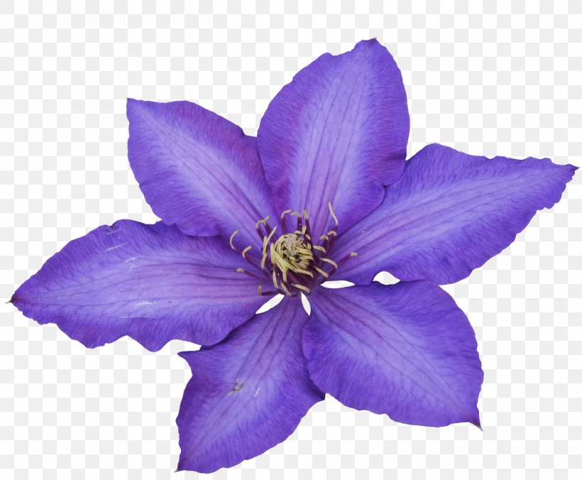 Photography Flower, PNG, 1312x1082px, Photography, Bellflower Family, Clematis, Flower, Flowering Plant Download Free