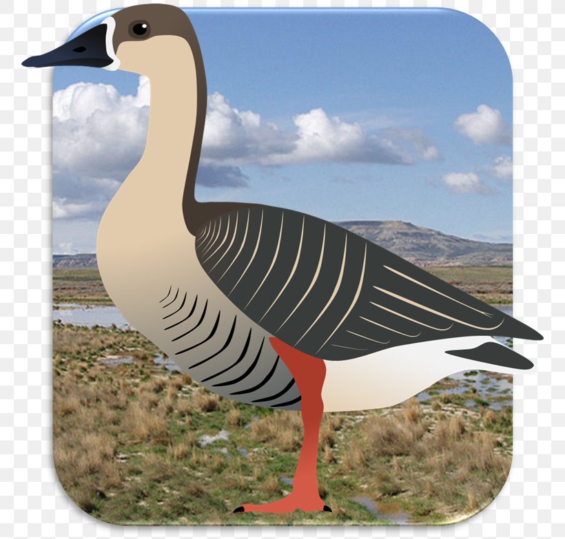 Swan Goose Duck Bird Cygnini, PNG, 758x783px, Goose, Anatidae, Animal, Art, Artist Download Free