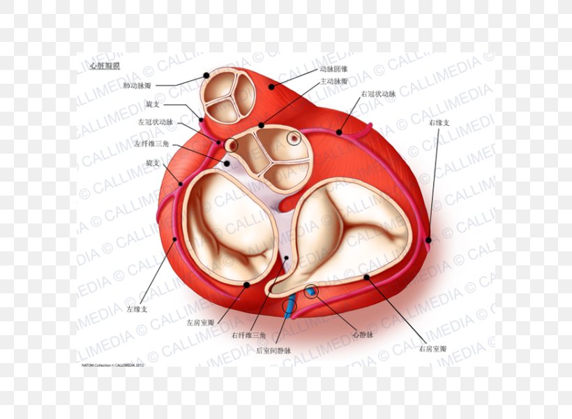 Heart Valve Anatomy Aortic Valve Aorta Png 600x600px Watercolor