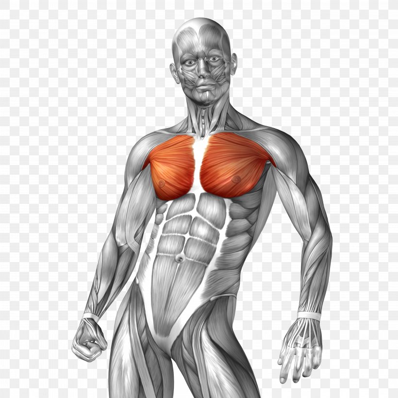 Human Anatomy Muscle Illustration, PNG, 4977x4977px, Watercolor, Cartoon, Flower, Frame, Heart Download Free