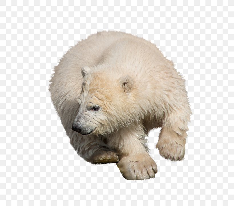 Polar Bear Brown Bear Image Moose, PNG, 570x720px, Polar Bear, Animal Figure, Bear, Brown Bear, Bwinparty Digital Entertainment Download Free