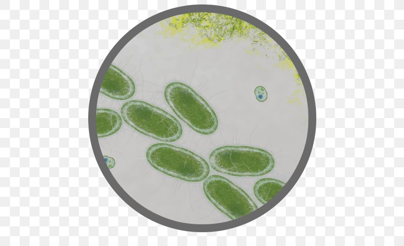 E. Coli Bacteria Proteomics Salmonella Food Poisoning, PNG, 500x500px, E Coli, Bacteria, Biological Engineering, Escherichia, Flagellum Download Free