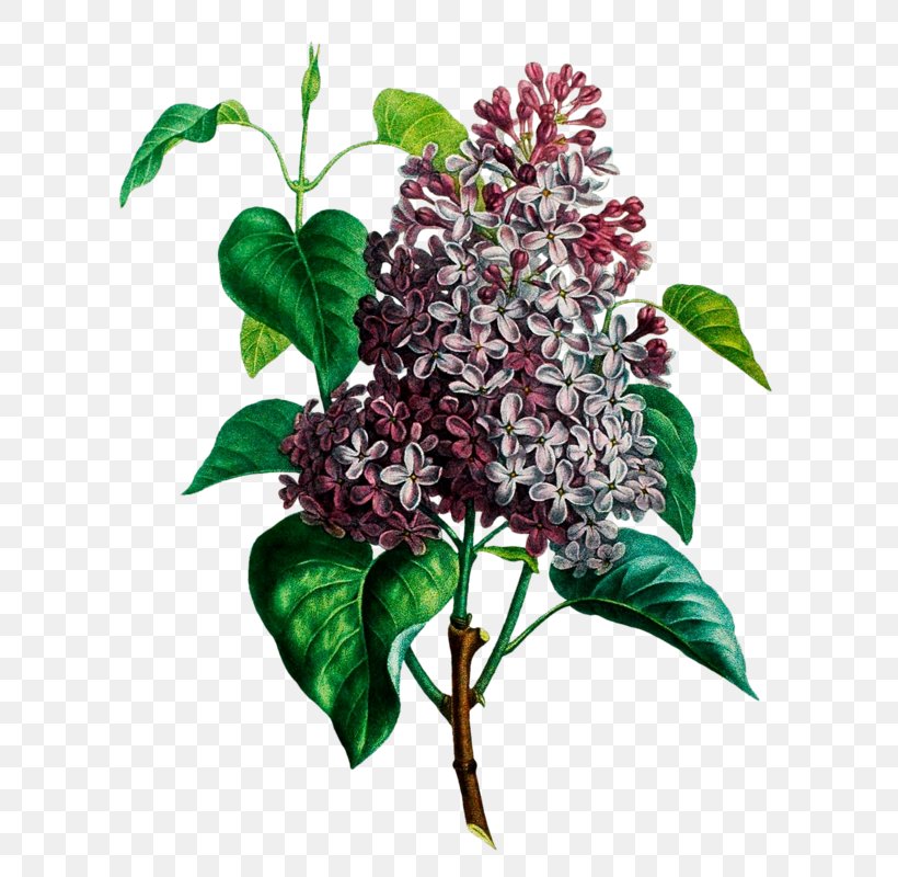 Flower Lilac Poster, PNG, 647x800px, Flower, Art, Branch, Cut Flowers, Flowering Plant Download Free