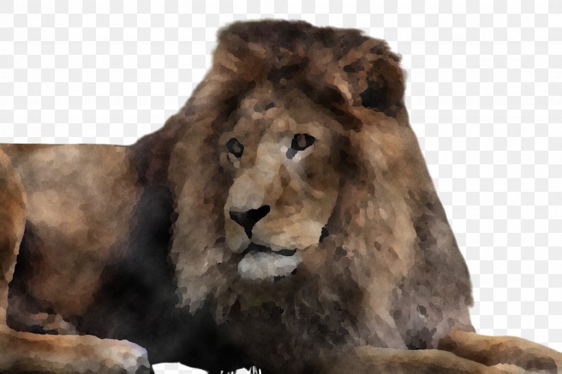 Lion Wildlife Masai Lion Fur, PNG, 2448x1632px, Lion, Fur, Masai Lion, Wildlife Download Free