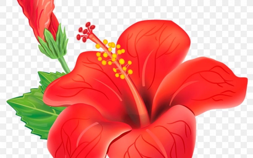 Shoeblackplant Vector Graphics Royalty-free Clip Art Stock Photography, PNG, 1368x855px, Shoeblackplant, China Rose, Chinese Hibiscus, Cut Flowers, Flower Download Free