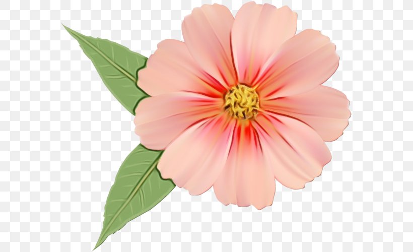 Flower Flowering Plant Petal Pink Plant, PNG, 579x500px, Watercolor, Annual Plant, Daisy Family, Flower, Flowering Plant Download Free