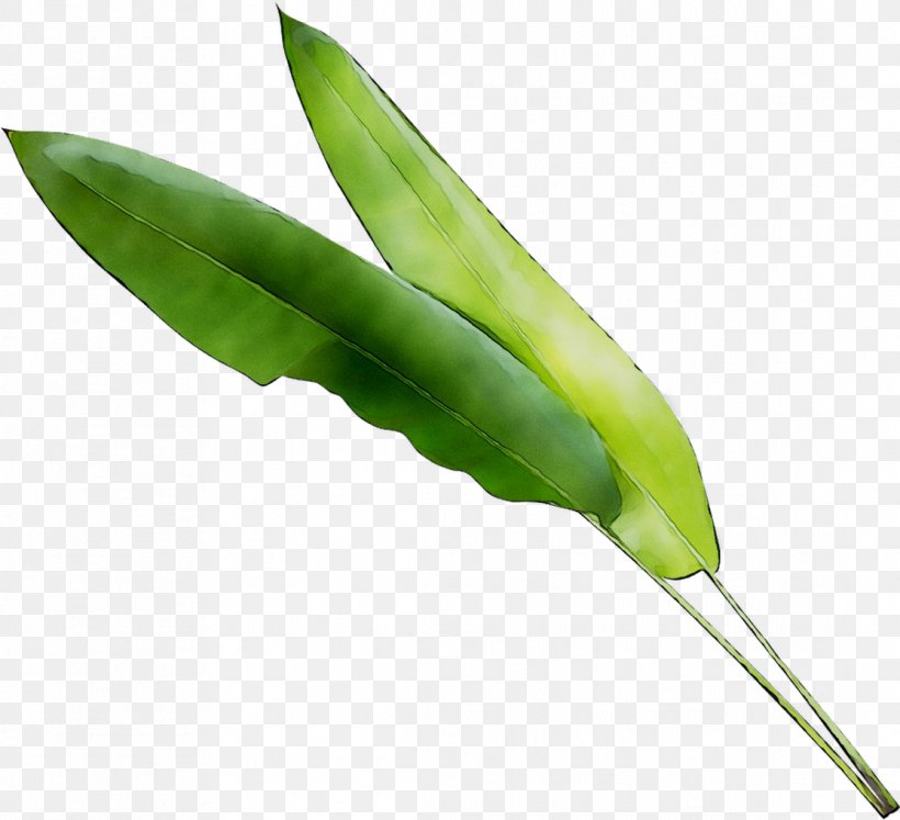 Leaf Vegetable Plant Stem Plants, PNG, 1114x1016px, Leaf, Anthurium, Arum Family, Botany, Bud Download Free