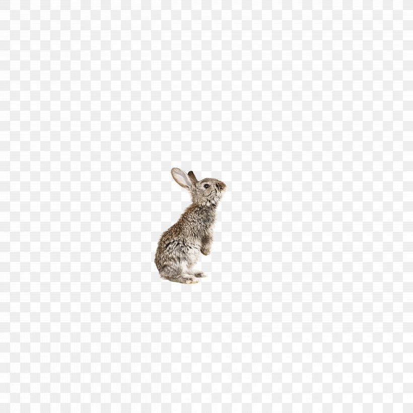 Domestic Rabbit European Rabbit Hare, PNG, 5080x5080px, Domestic Rabbit, Animal, European Rabbit, Fauna, Gratis Download Free