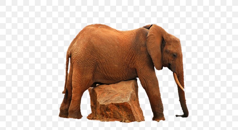 Indian Elephant African Elephant Wildlife Elephantidae, PNG, 800x450px, Indian Elephant, African Elephant, Animal, Elephant, Elephantidae Download Free