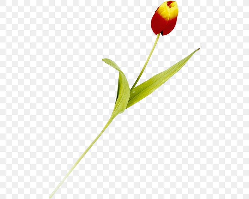 Tulip Cut Flowers Plant Stem Bud Petal, PNG, 500x656px, Tulip, Bud, Cut Flowers, Flower, Flowering Plant Download Free