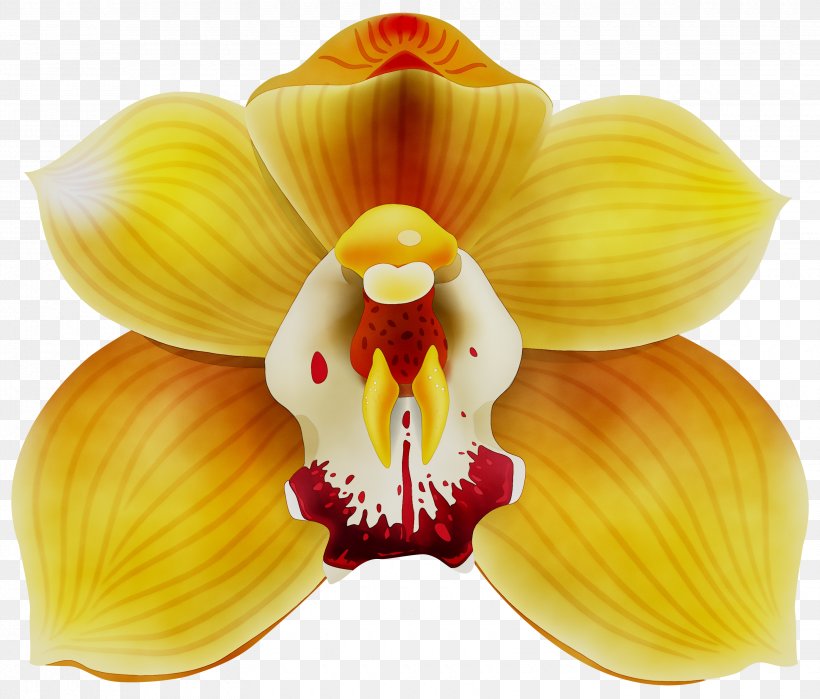 Yellow Desktop Wallpaper Red Orchids, PNG, 3300x2816px, Yellow, Cattleya, Code, Cypripedium, Dendrobium Download Free