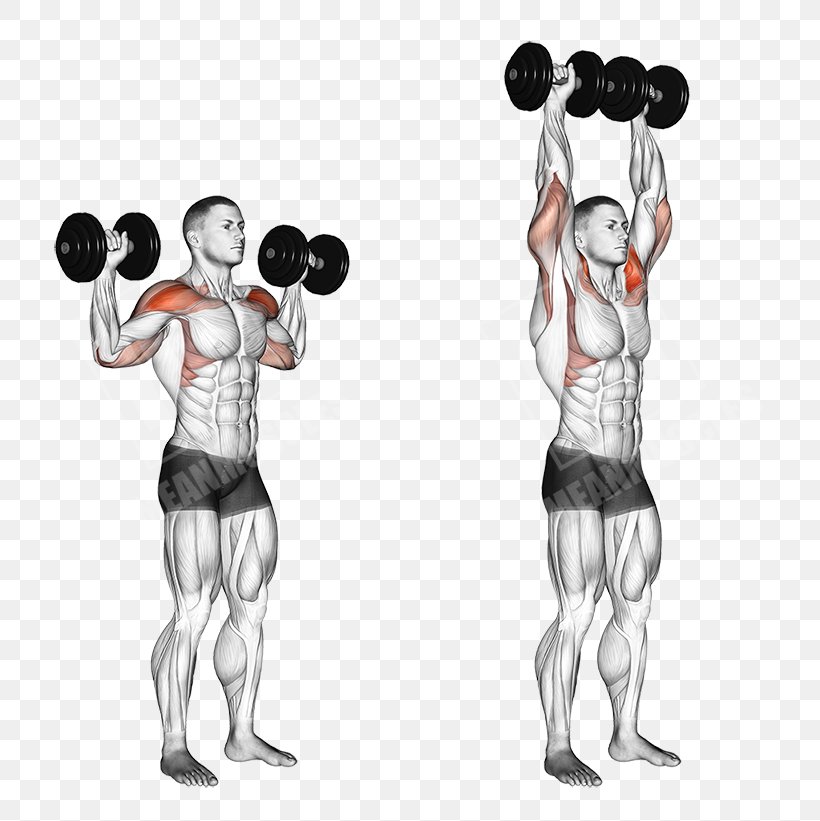 Biceps Curl Exercise Brachialis Muscle Triceps Brachii Muscle, PNG, 768x821px, Watercolor, Cartoon, Flower, Frame, Heart Download Free