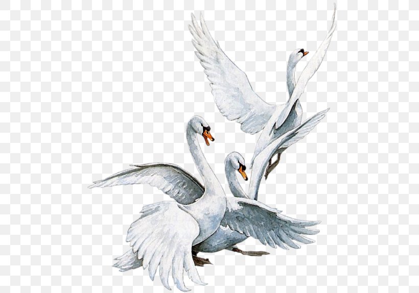 Bird Mute Swan Tundra Swan Duck, PNG, 500x574px, Bird, Animal, Animation, Beak, Bird Of Prey Download Free
