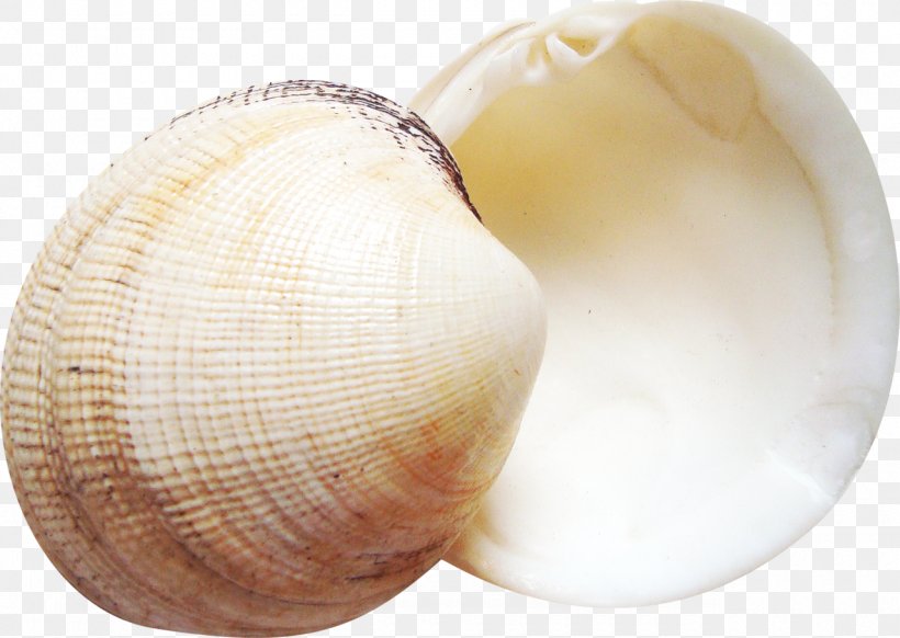 Cockle Seashell Ship Clip Art, PNG, 1280x909px, Cockle, Clam, Clams Oysters Mussels And Scallops, Conch, Conchology Download Free
