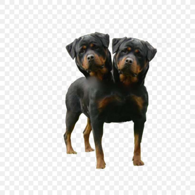 Rottweiler Dobermann German Shepherd Bulldog Golden Retriever, PNG, 894x894px, Rottweiler, Animal, Black And Tan Terrier, Breed, Bulldog Download Free