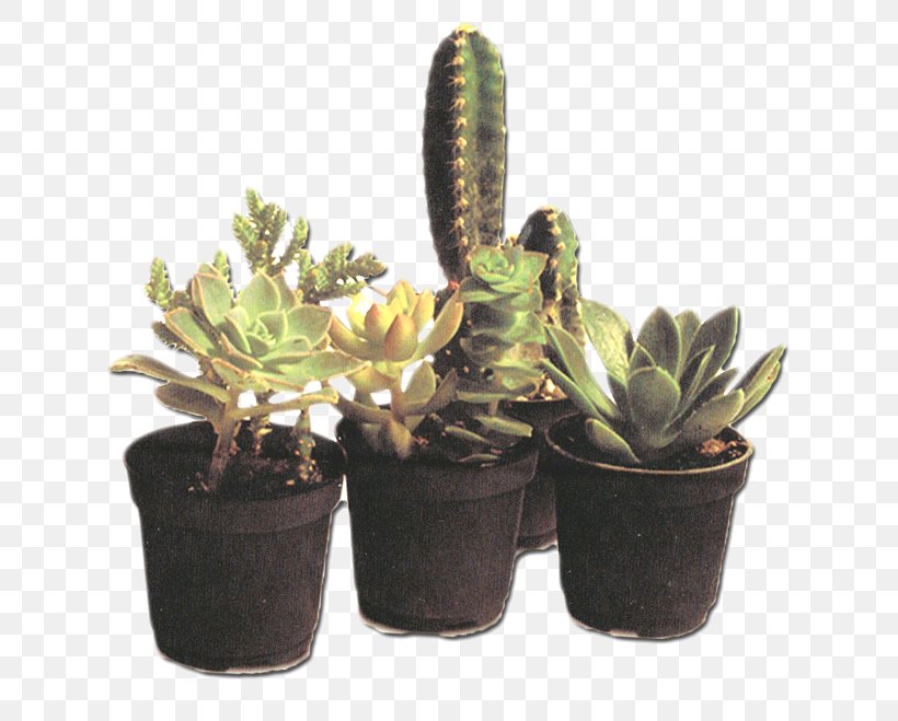 Succulent Plant Cactaceae Houseplant Flowerpot, PNG, 641x659px, Succulent Plant, Cactaceae, Cactus, Cut Flowers, Flower Download Free