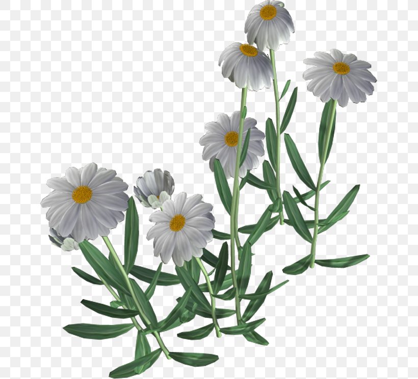 Chamomile Clip Art Flower Download, PNG, 661x743px, Chamomile, Annual Plant, Aster, Chamaemelum Nobile, Common Daisy Download Free
