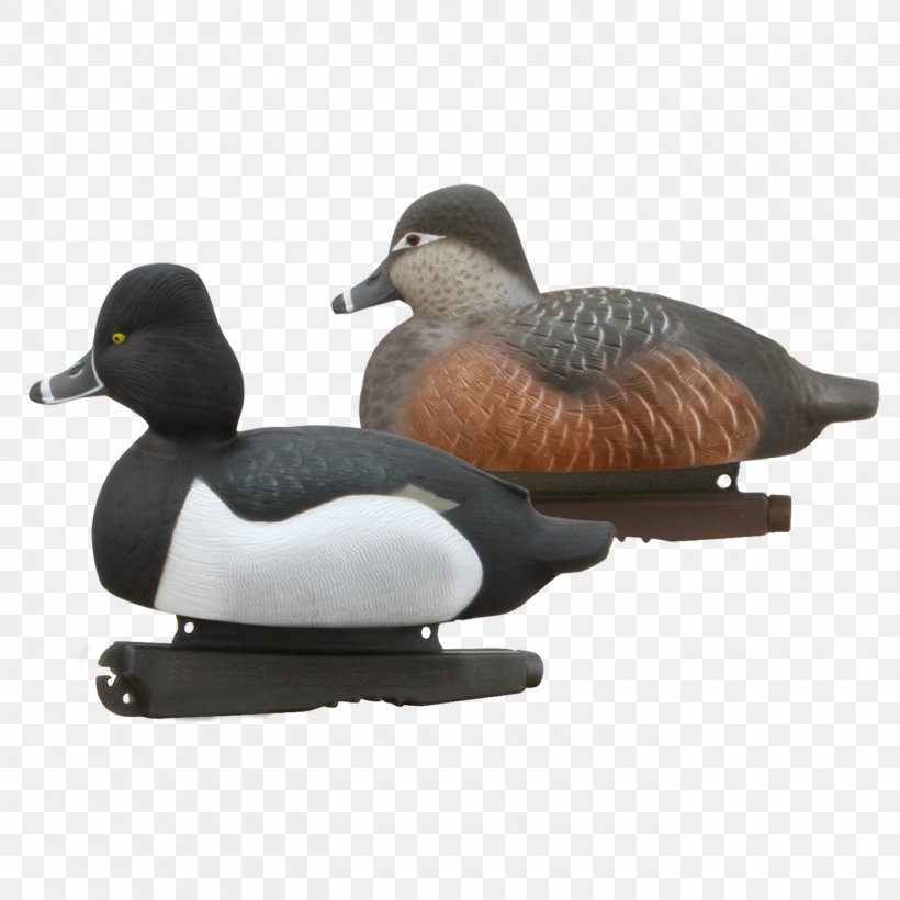 Mallard Goose Duck Beak, PNG, 1400x1400px, Mallard, Beak, Bird, Duck, Ducks Geese And Swans Download Free