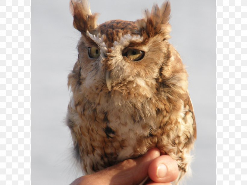 Owl Fauna Beak Fur, PNG, 1600x1200px, Owl, Beak, Bird, Bird Of Prey, Fauna Download Free