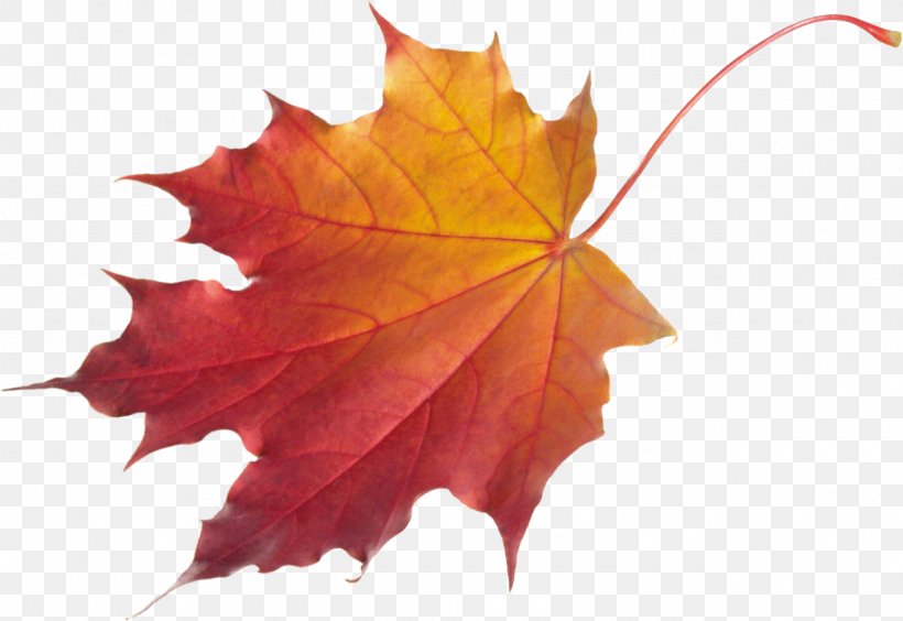 Autumn Leaf Color Clip Art, PNG, 1280x881px, Autumn Leaf Color, Autumn, Color, Leaf, Maple Leaf Download Free