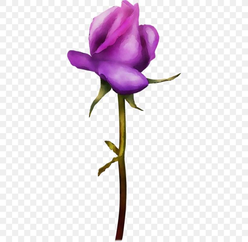 Flower Flowering Plant Plant Petal Violet, PNG, 378x800px, Watercolor, Cut Flowers, Flower, Flowering Plant, Paint Download Free
