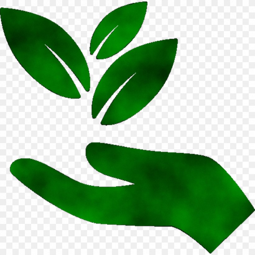 Leaf Cinnamomum Kanehirae Camphor Tree Essential Oil Soil, PNG, 1080x1080px, Leaf, Bag, Camphor, Camphor Tree, Cinnamomum Download Free