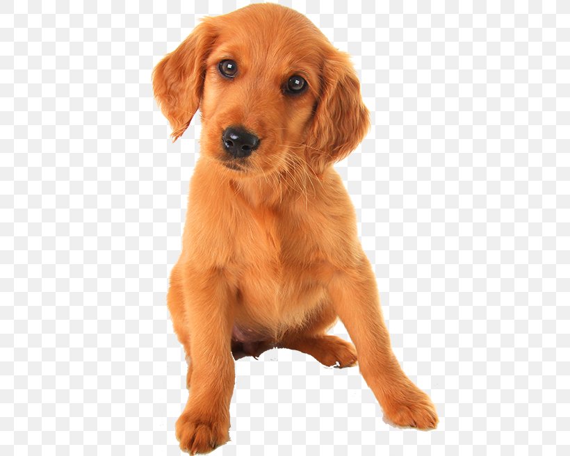 Puppy Irish Setter Golden Retriever Yorkshire Terrier Labrador Retriever, PNG, 494x656px, Puppy, Can Stock Photo, Carnivoran, Companion Dog, Cuteness Download Free