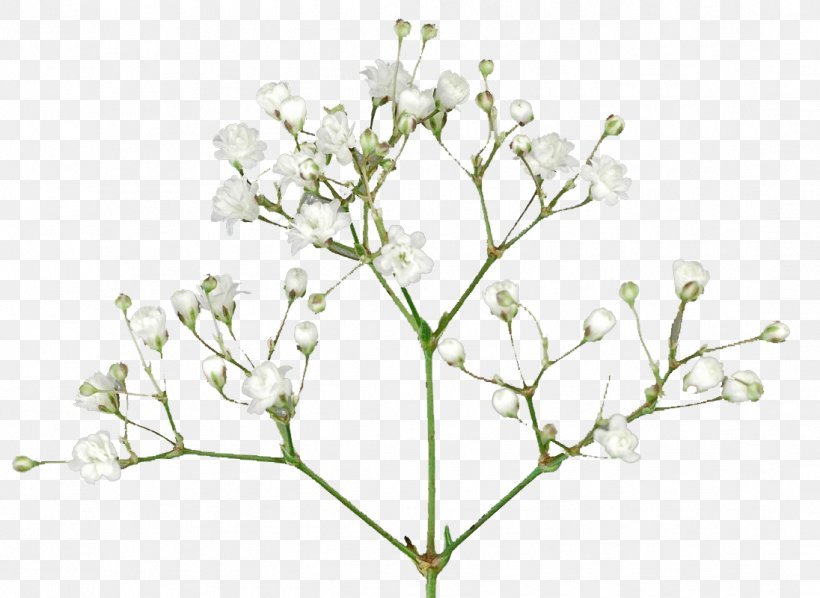 Baby's-breath Portable Network Graphics Cut Flowers Image, PNG, 1096x800px, Babysbreath, Botany, Branch, Cut Flowers, Floristry Download Free