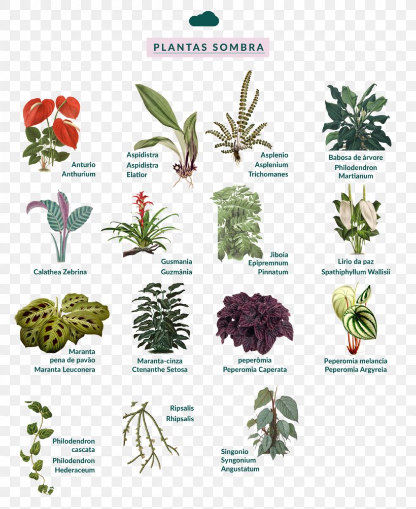 Botany Garden Plant Sowing Flora, PNG, 1000x1225px, Botany, Aquarium Decor, Energy, Flora, Flower Download Free