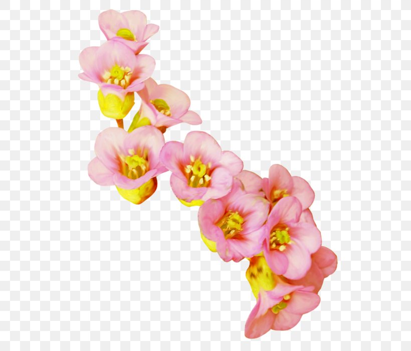 Cut Flowers Moth Orchids Clip Art, PNG, 565x700px, Cut Flowers, Blossom, Flower, Flowering Plant, Moth Orchid Download Free
