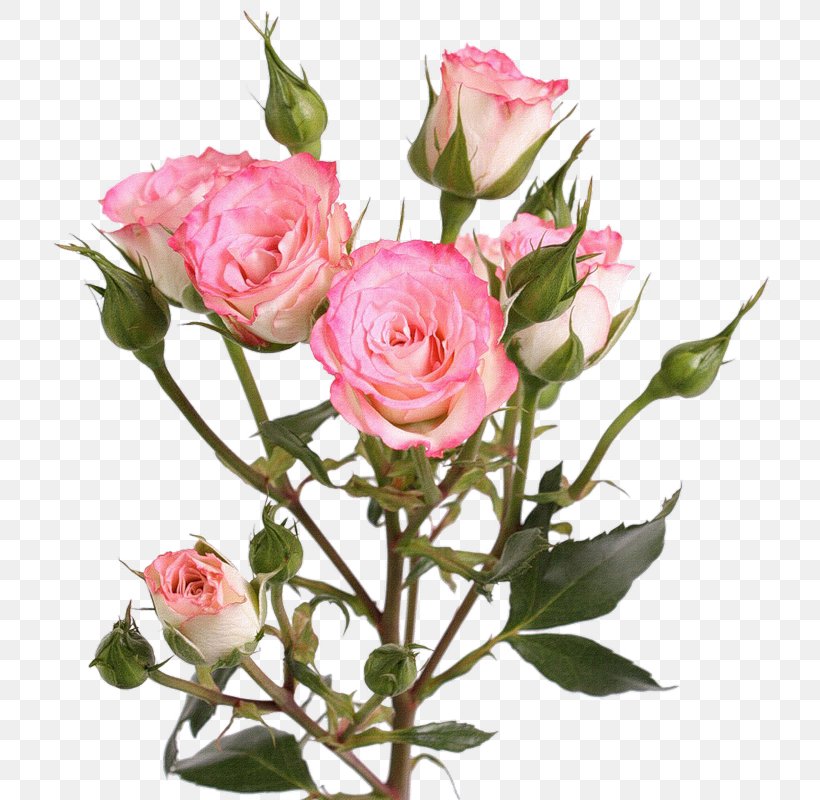 Garden Roses Centifolia Roses Photography Clip Art, PNG, 744x800px, Garden Roses, Branch, Bud, Centifolia Roses, Cut Flowers Download Free