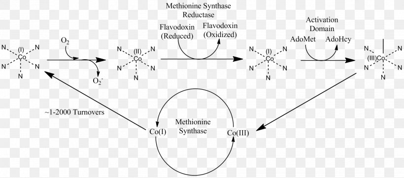 Methionine Synthase Homocysteine MTRR Vitamin B-12, PNG, 2064x911px, Methionine Synthase, Area, Black And White, Diagram, Document Download Free