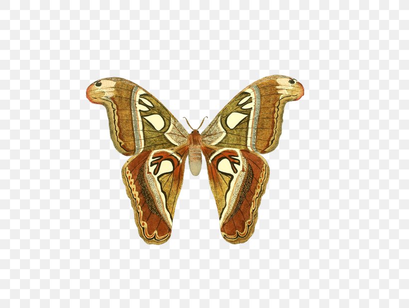 Options Strategies Binary Option Butterfly Trading Strategy, PNG, 618x618px, Options Strategies, Binary Option, Butterfly, Drawing, Insect Download Free