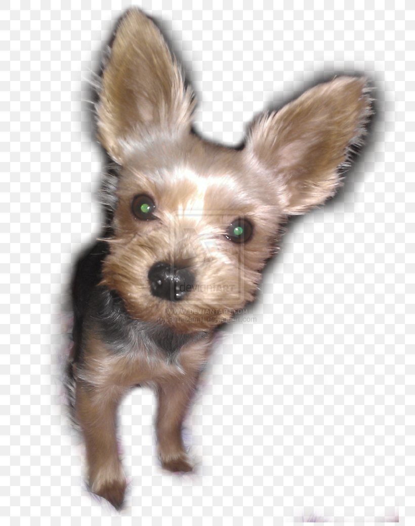 Yorkshire Terrier Australian Terrier Australian Silky Terrier Norwich Terrier Morkie, PNG, 769x1039px, Yorkshire Terrier, Australia, Australian Silky Terrier, Australian Terrier, Breed Download Free