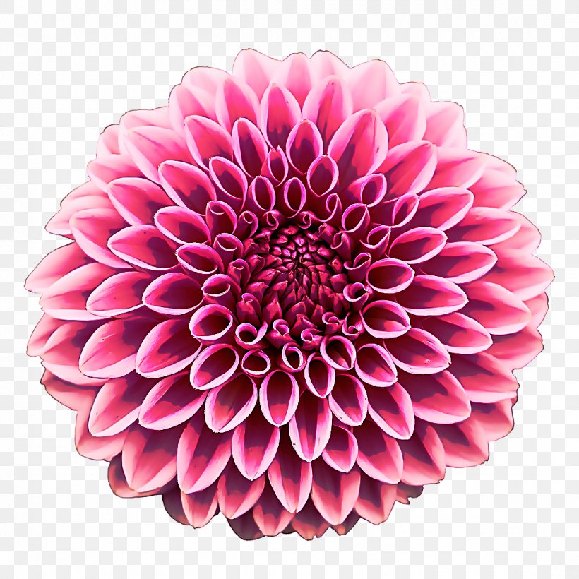 Flower Dahlia Pink Petal Plant, PNG, 1080x1080px, Flower, Cut Flowers, Dahlia, Daisy Family, Flowering Plant Download Free