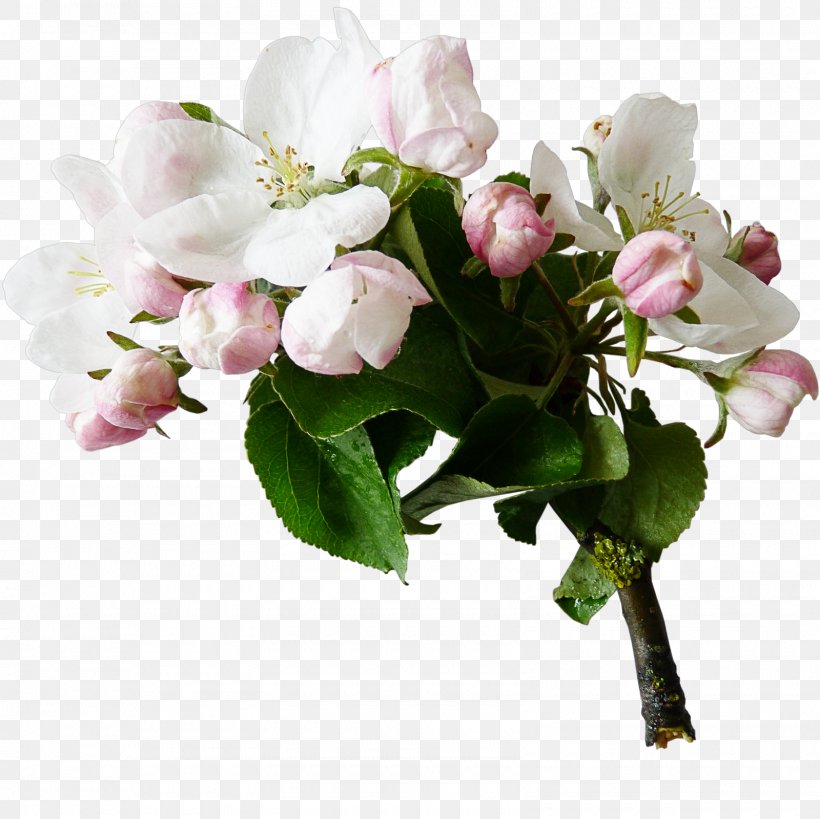 Flower Tree Digital Image Clip Art, PNG, 1600x1600px, Flower, Artificial Flower, Blossom, Branch, Cherry Blossom Download Free